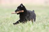 SCHIPPERKE 393